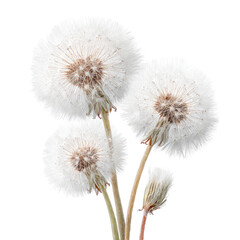 Obraz premium Close-up of three dandelion seed heads (3)