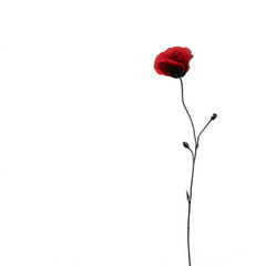 Fototapeta premium A single red poppy flower stands out against a stark white background, a minimalist botanical study.