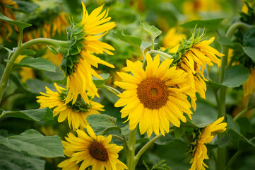 A cluster of sunflowers bursts forth in vivid yellow