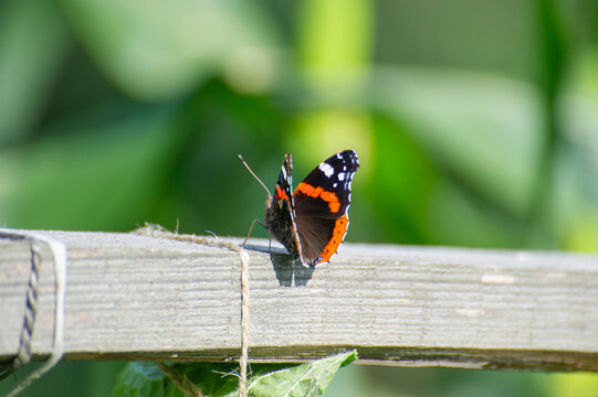 vanessa atalanta butterfly perched a on weathered wood
