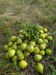Fresh ripe pears lying on dry grass under trees.