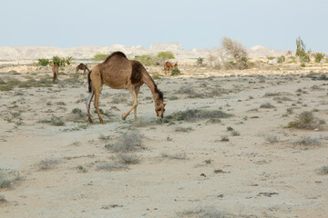 Camels roaming freely across the arid plains of Hormozgan, Iran, under a bright blue...