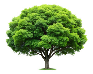 Fototapeta premium A lush green tree with a full canopy, isolated on transparent background