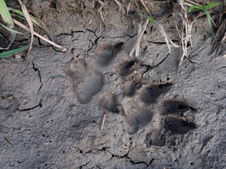 Tracks left in the mud by a large dog.