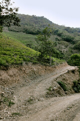 Dirt road leading to some village