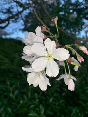 White Cherry Blossom