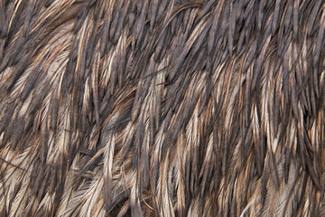 A close-up of bird feathers shows light and dark brown tones. Fine texture creates visual rhythm.