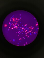 Fluorescent Microscopy 