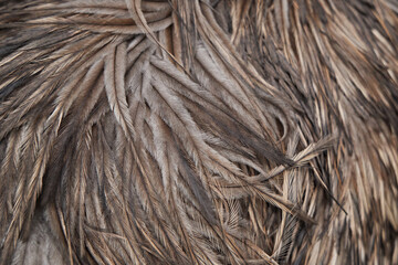 A close image of long, matted feathers. They appear damp and twisted together.