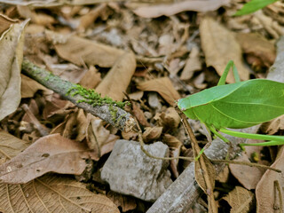 Green grasshopper posing on branches on dry autumn leaves