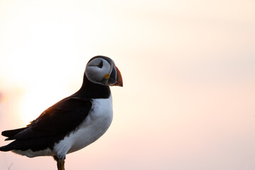 A puffin stands proudly on a grassy mound with its beak open, set against a softly glowing sunrise. The pink and orange hues create a serene backdrop, highlighting the bird's striking black and white 