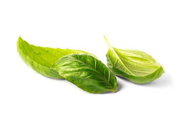 Large green basil leaves isolated on white background