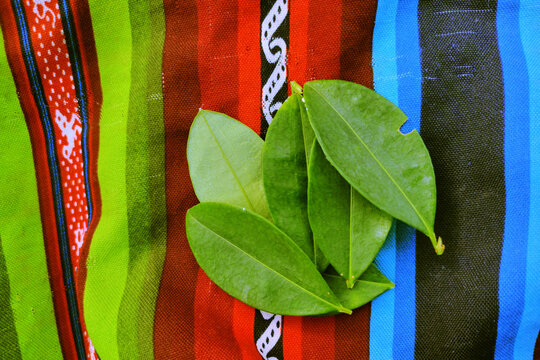 Coca leaves on aguayo tablecloth