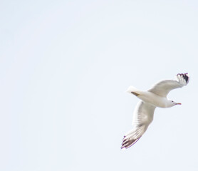 Graceful Seagull Soars in the Light Pastel Blue Sky w/interesting Wing Formation - Room for Text, Advertisement or Message