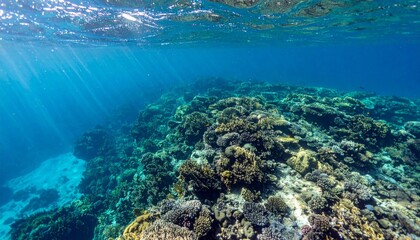 Sunlight Glistens Through Clear Turquoise Ocean Over Abundant Colorful Coral Reef