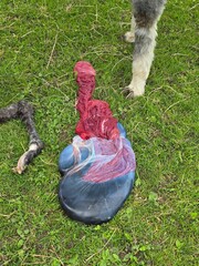 Vetenary Use - Sensitive Material: Fresh alpaca placenta and fetal membranes displayed on grass immediately post-partum, with foreleg and dam's leg visible; concept: veterinary medicine, parturition.