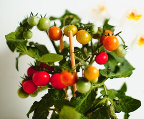 cherry tomatoes, ripening fruit, green leaves, indoor plant, potted tomato, red and green tomatoes, fresh produce, compact plant, home gardening, natural light