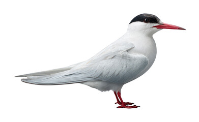 A white Arctic Tern bird isolated