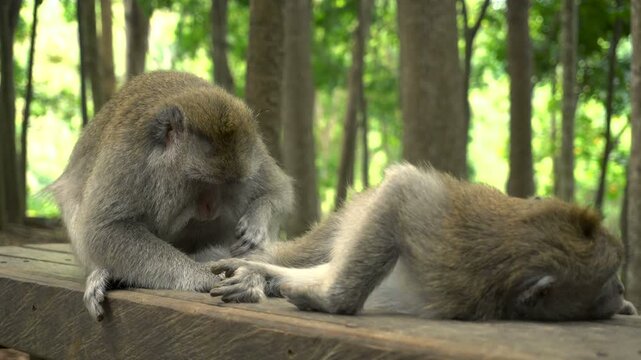 A pair of macaques rests in the park on a bench