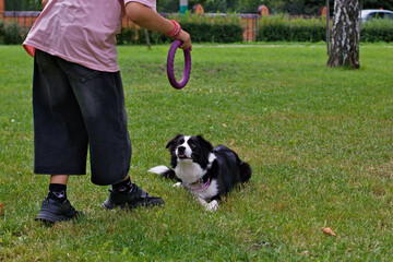 Dog training in action. Border Collie standing next to its trainer, looking up attentively. Shot in...