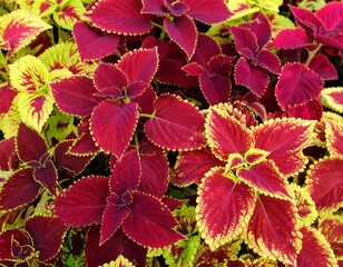 Vibrant red and yellow foliage