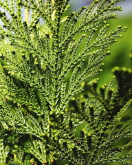 conifer, evergreen, thuja, arborvitae, green foliage, close-up, plant texture, nature background, botanical, leaf pattern, macro, outdoor, natural, shrub, garden, detail, needle leaves, flora