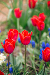 Red tulips in bloom on a flower bed ornamental garden