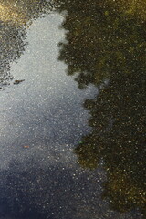 puddle reflection, wet asphalt, rainy day, nature reflection, tree silhouette, moody atmosphere, urban texture, abstract background, water surface, outdoor scenery, calm, dark tones, reflective mood