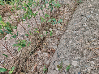 View of rows of parallel cultivation of coca plantation