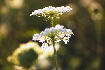 queen anne's lace, wildflower, white flower, macro, close-up, summer meadow, backlit, bokeh, nature, delicate petals, soft focus, floral pattern, green background, blooming, sunlight, plant
