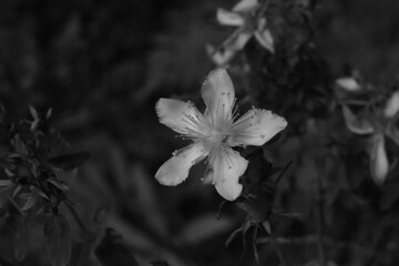 La Plaine 31 Juillet 2025 N&B