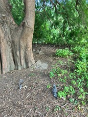 footpath in the woods