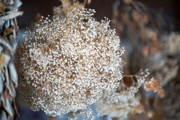 Close-up of Delicate Dried Baby's Breath Flower Cluster