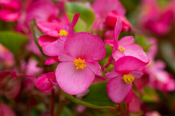 Beautiful, delicate pink begonias in summer
