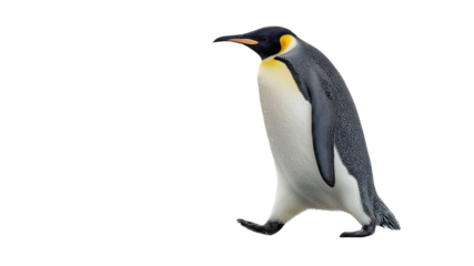 Emperor penguin walking sideways on ice with wet feather details and natural cold light, real look, full view, on white background, 4k, unique, no blur, clear view