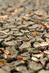 A detailed closeup of cracked and parched earth scattered with dried leaves, emphasizing severe drought conditions