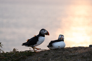 A puffin stands proudly on a grassy mound with its beak open, set against a softly glowing sunrise. The pink and orange hues create a serene backdrop, highlighting the bird's striking black and white 