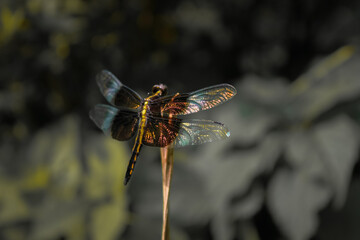 close-up of a striking dragonfly ( Libellula luctuosa ) perched on a slender plant stem, set against a blurred, background of foliage