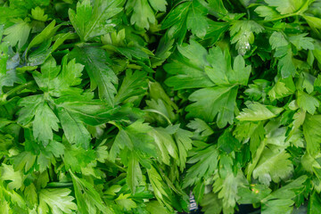 Lush vibrant green parsley foliage healthy organic culinary herb closeup for food garnish. The taste of freshness in nature concept healthy living and culinary inspiration with green parsley.