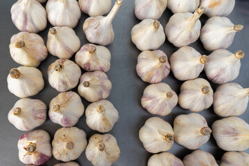 Harvested garlic bulbs ready for storage or cooking kitchen ingredients pattern and natural farming concept. Whole garlic bulbs on gray background organized in neat rows.
