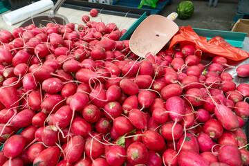 Fresh Red Radishes at the Local Market. The Essence of Freshness and Community in Every Bite. Colorful Gift of Health and Vitality.