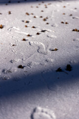 Footprints in Snow on a Sunny Winter Day
