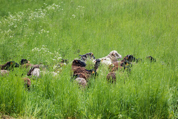 Herd of dark-colored sheep with thick wool standing in green grass.