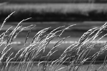 tall grass, dry grass, roadside vegetation, wild grass, nature in city, urban plants, summer grass,...