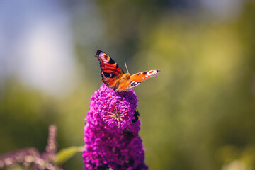 butterfly on a flower