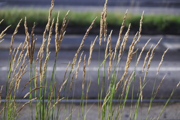 tall grass, dry grass, roadside vegetation, wild grass, nature in city, urban plants, summer grass, golden grass, green stems, natural background, windy grass, selective focus, roadside flora