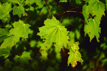 green maple leaves, close-up view, sunlight and shadows, backlit foliage, summer light, detailed leaf veins, jagged edges, natural texture, healthy plant, partial leaf damage