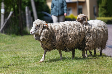 Obraz premium Sheep walking across a grassy pasture with a person blurred in the background