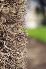 dry branches, twigs, macro, natural texture, closeup, dry plant, background, brown, bokeh, shallow...
