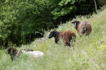 Herd of dark-colored sheep with thick wool standing in green grass.